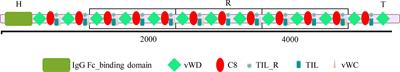 Role of the mucin-like glycoprotein FCGBP in mucosal immunity and cancer